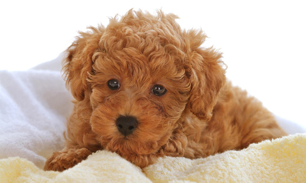 江苏茄子视频在线播放宠物告诉您春天来临 主人们注意预防狗狗细小病毒